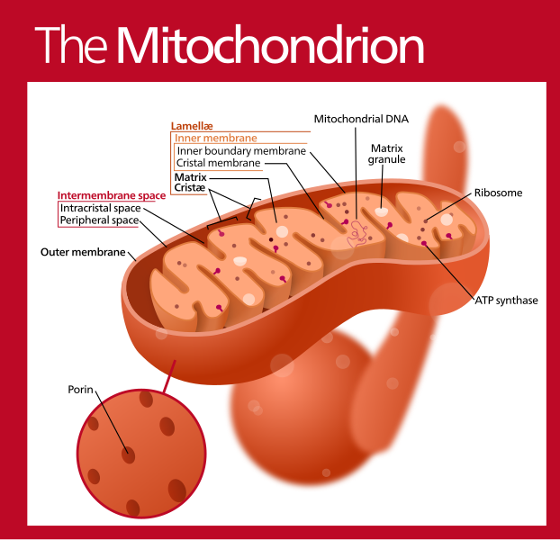 File:Mitochondrion (standalone version)-en.svg