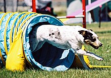 A mixed-breed dog demonstrates dog agility. MixedBreedAgilityTunnel wb.jpg