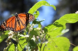 Monarc Butterfly Reserve9, Michoacan, Mexico.JPG