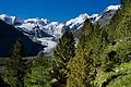 View from the pine and larch woodland above the Morteratsch Glacier