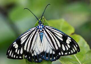 <i>Cyclosia papilionaris</i> Species of moth