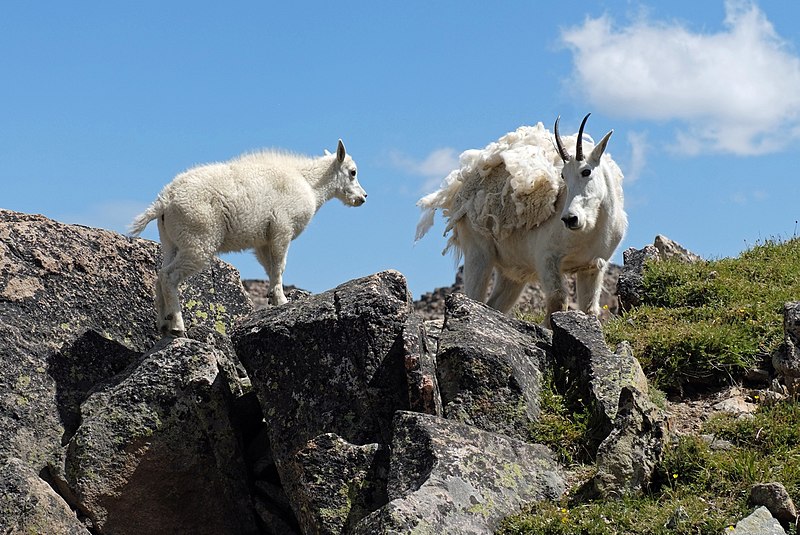 File:Mountain Goats DSCF8688.JPG