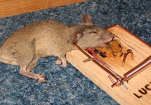 Крысоловка: самодельные устройства для поимки грызунов