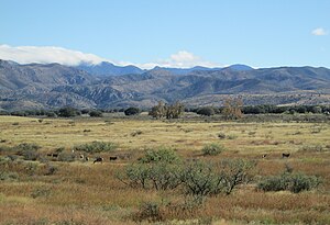 Mule Deer