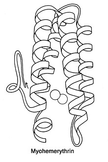 Myohemerythrin rib BW.jpg