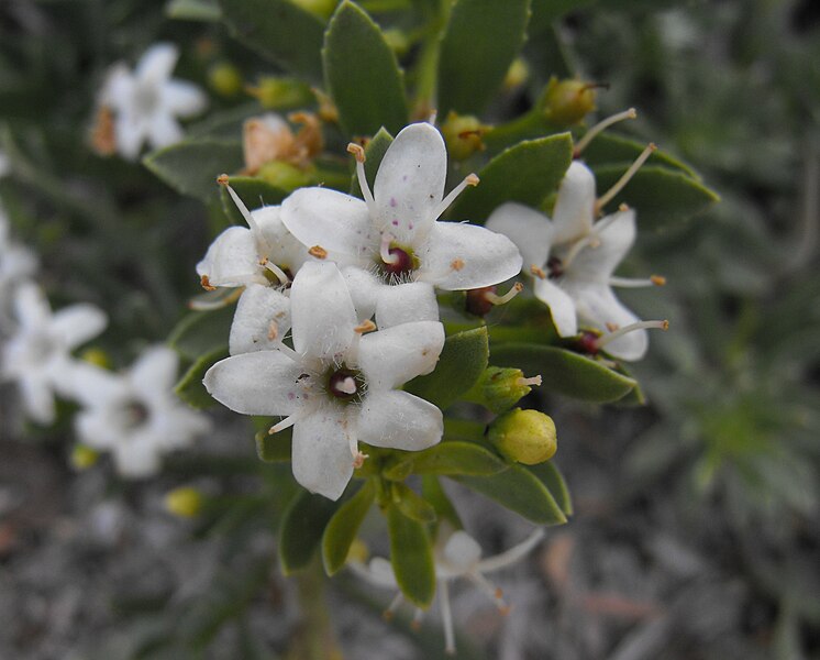 File:Myoporumparvifolium.JPG