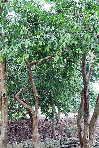 <i>Myrciaria vexator</i> Species of plant in the family Myrtaceae