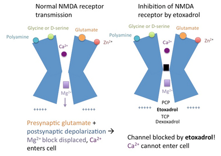 NMDA receptor action in the absence (left) or presence (right) of etoxadrol.