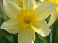 Narcissus 2005 spring 005.jpg