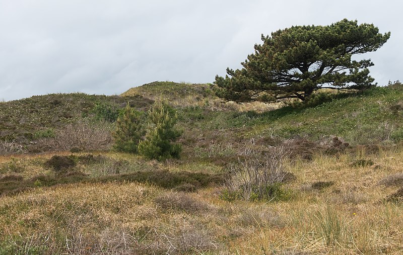 File:Nationaal Park Duinen van Texel, duingebied richting Strandpaal 12 IMG 6332 2020-06-08 12.59.jpg