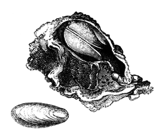 <i>Rocellaria</i> Genus of bivalves