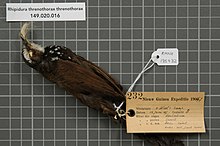 Naturalis Biodiversity Center - RMNH.AVES.135432 1 - Rhipidura threnothorax threnothorax Muller, 1843 - Monarchidae - burung kulit specimen.jpeg