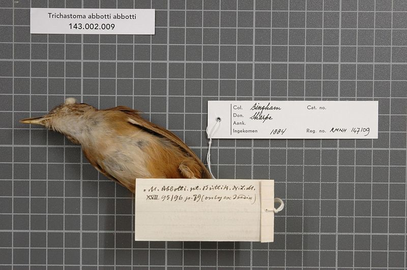 File:Naturalis Biodiversity Center - RMNH.AVES.147109 2 - Trichastoma abbotti abbotti (Blyth, 1845) - Timaliidae - bird skin specimen.jpeg