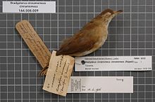 Naturalis Biodiversity Center - RMNH.AVES.92532 1 - Bradypterus cinnamomeus cinnamomeus (Ruppell, 1840) - Sylviidae - bird skin specimen.jpeg