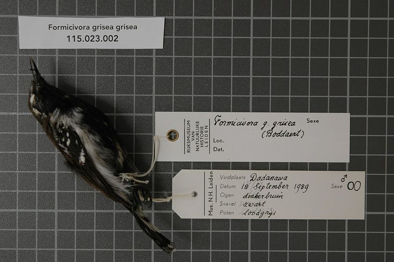File:Naturalis Biodiversity Center - RMNH.AVES.97019 1 - Formicivora grisea grisea (Boddaert, 1783) - Formicariidae - bird skin specimen.jpeg