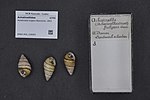 Miniatura para Achatinella fulgens