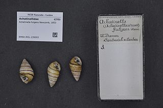 <i>Achatinella fulgens</i>