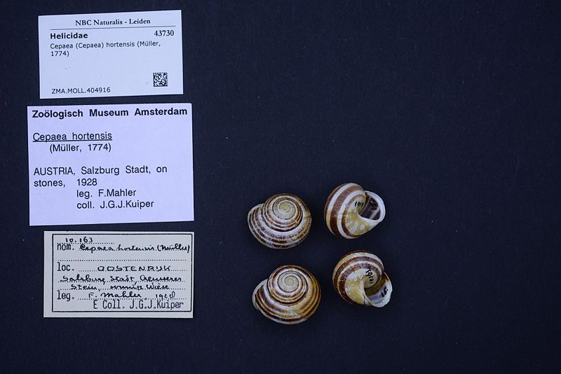 File:Naturalis Biodiversity Center - ZMA.MOLL.404916 - Cepaea (Cepaea) hortensis (Müller, 1774) - Helicidae - Mollusc shell.jpeg