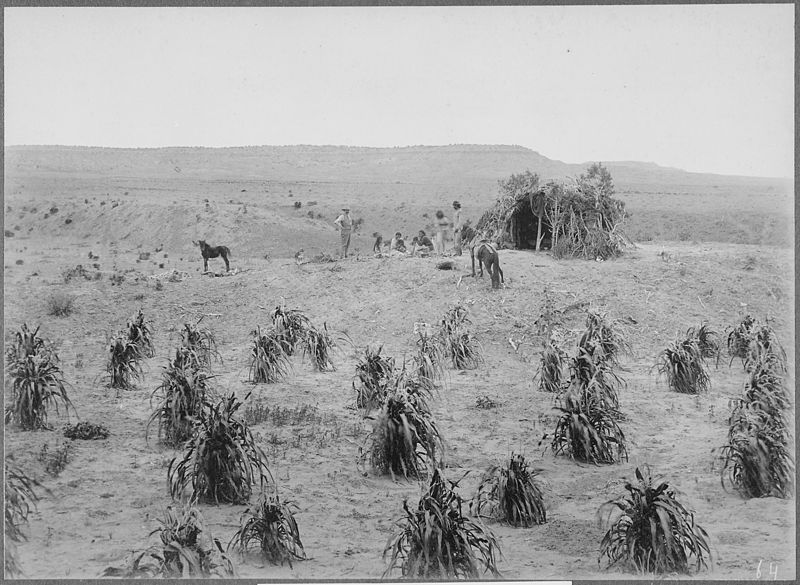 File:Navajo hogan and cornfield near Holbrook, Arizona, 1889 - NARA - 523554.jpg