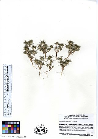 <i>Navarretia subuligera</i> Species of flowering plant