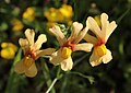 Nemesia versicolor versicolor