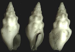 <i>Neodrillia</i> Genus of gastropods