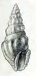 <i>Neodrillia euphanes</i> Species of gastropod
