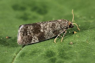 <i>Neosphaleroptera</i> Monotypic genus of tortrix moths