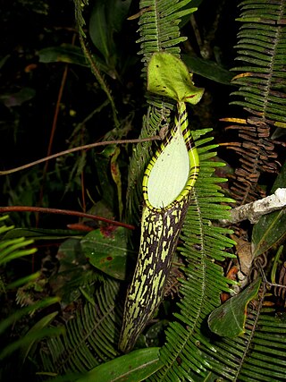 <i>Nepenthes spectabilis</i> Species of pitcher plant from Sumatra