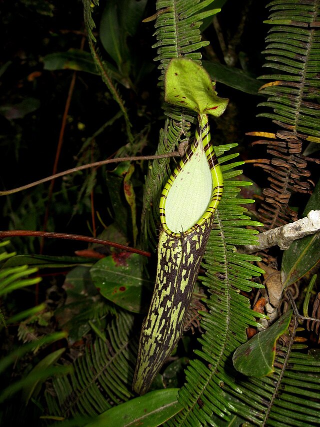 Nepenthes spectabilis - Wikipedia