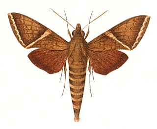 Nephele rectangulata