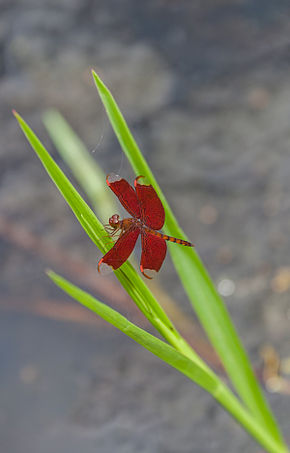 Afbeeldingsbeschrijving Neurothemis fulvia macho, Angkor, Camboya, 2013-08-16, DD 03.jpg.