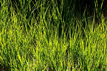 New fresh grass tufts by Myrstigen