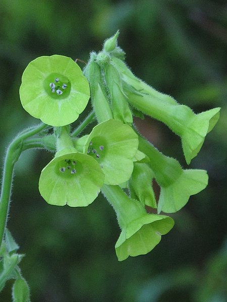 File:Nicotiana langsdorfii 12 (Scott Zona).jpg