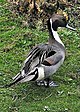 Northern.pintail.arp.500pix.jpg