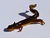 Une salamandre tachetée de noir avec un dessous beige marche sur une surface blanche