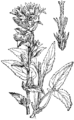 Klobčasta zvončica Campánula glomerata. Illustration #407 in Martin Cilenšek, Naše škodljive rastline, Celovec (1892)