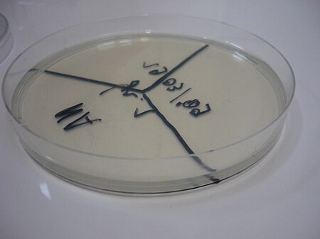 Nutrient agar