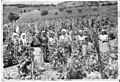 Vendanges à Obrochishte en 1957 (Bulgarie)