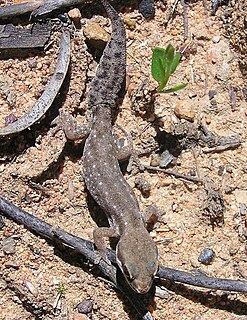 <i>Pachydactylus geitje</i> Species of lizard