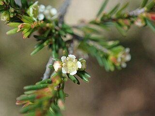 <i>Ochrosperma</i> Genus of shrubs