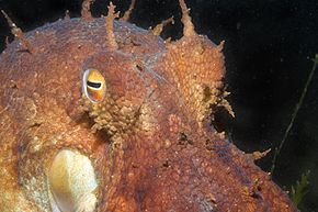 Kuvan kuvaus Octopus pallidus 1.jpeg.