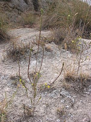 Macrosyringion longiflorum