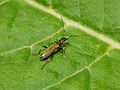 Thumbnail for Oedemera flavipes