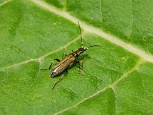 Oedemeridae - Oedemera flavipes-1.JPG