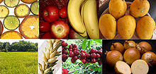 The Columbian Exchange introduced Old World plants, animals, and diseases to the New World. Clockwise, from top left: Citrus, Apple, Banana, Mango, Onion, Coffee, Wheat, and Rice. Old World Domesticated plants1.jpg
