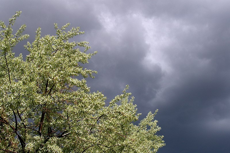 File:Olive tree (2576064895).jpg