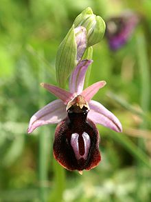 Ophrys ferrum-equinum יוון 32.jpg