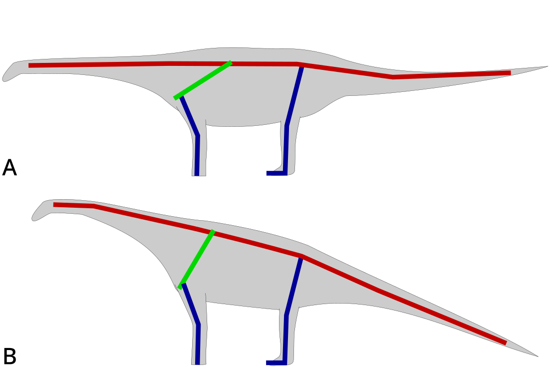 File:Opisthocoelicaudia posture.svg