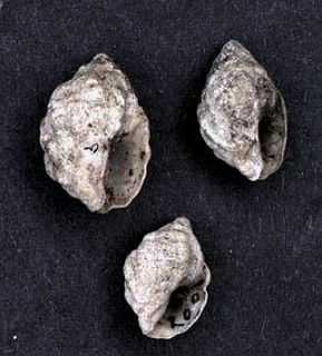 <i>Oppomorus noduliferus</i> species of mollusc